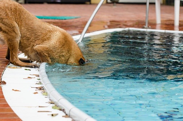 pes u bazénu